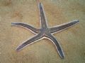 Astropecten bispinosus